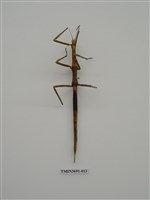 藏品(竹節蟲(1))的圖片